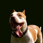 Los síntomas de miositis masticatoria canina