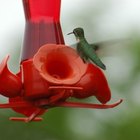 Diferencias entre un colibrí macho y hembra