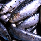 Dicas para usar sardinhas como isca de pesca