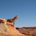 Plantas e animais no deserto da Austrália