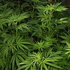 Cómo obtener un permiso para cultivar y vender marihuana para propósitos medicinales en California 