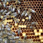 Por que as abelhas são atraídas pelas luzes da varanda?