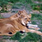 ¿Cómo se adaptan los leones a su ambiente?