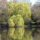 Cómo construir un  arco decorativo para el jardín