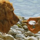 Uso de mirtazapina em cães como um estimulante de apetite