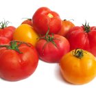 ¿Cuál es la fisiología de la planta del tomate?
