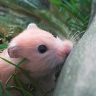 Como tratar um hamster com diarreia 