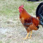 How to determine the sex of adult chickens