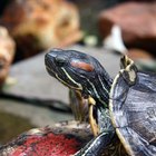 Comida en tu despensa que una tortuga acuática puede comer