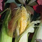 Información sobre las semillas de maíz de Pioneer
