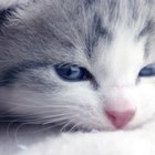 Em que idade um gatinho pode usar coleiras antipulgas?