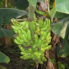 Plantas de banano en casa
