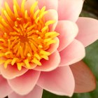 ¿Cuál es el significado de la flor de loto rosada?