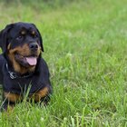 Cómo entrenar a un Rottweiler para que sea un animal doméstico para familias