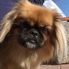 Cães: insuficiência renal associada com a ingestão de uvas e uvas passas
