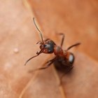 Cómo matar a las hormigas con bicarbonato de sodio 