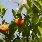 Los tipos de plagas en los árboles de naranjo