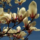 El significado de las flores de Magnolia