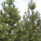 Árboles de pino y cedro de crecimiento rápido