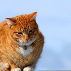 Información sobre los gatos atigrados anaranjados