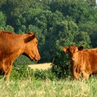 Sinais físicos de primeira gravidez em vacas