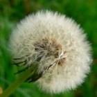 Ciclo de vida de las plantas para preescolares