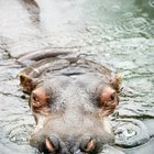 ¿Cómo se aparean los hipopótamos?