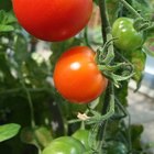 Por que as folhas de tomate estão ficando amarelas e morrendo?