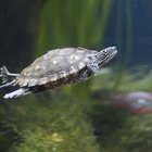 Diferencias entre las tortugas terrestres y las tortugas marinas