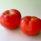 Cómo cosechar tomates gigantes