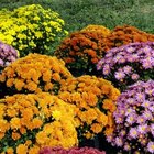 Diferentes tipos de flores de crisantemos