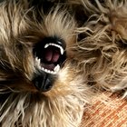 Tratamiento para enfermedad periodontal en perros