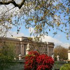 Cómo cuidar el Poinciana Real