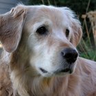 Por que as cruzas entre labradores e retrievers são cães de assistência?