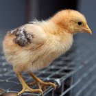 Vermífugos naturais para galinhas