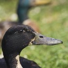 Cómo saber el sexo de un pato 