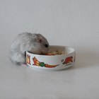 Alimentos que fazem o hamster engordar