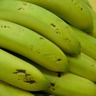 Por que bananas causam indigestão?