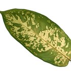Cómo cuidar de una Dieffenbachia