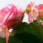 Información de las flores de begonia