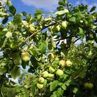 Los pesticidas orgánicos para árboles frutales