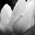 ¿Qué significan los tulipanes blancos?
