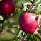 O que causa o apodrecimento de uma maçã?