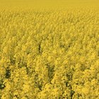 Young woman standing in a field of Canola.