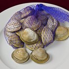 Variety of shellfish