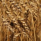 Proceso del cultivo del trigo