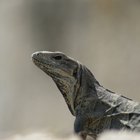 ¿Cómo se reproducen los reptiles?