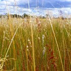 Características dos biomas das pradarias
