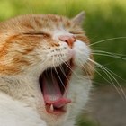 Como ajudar um gato com uma afta bucal