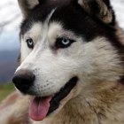 ¿Cómo encontrar el mejor alimento para mi perro husky siberiano?